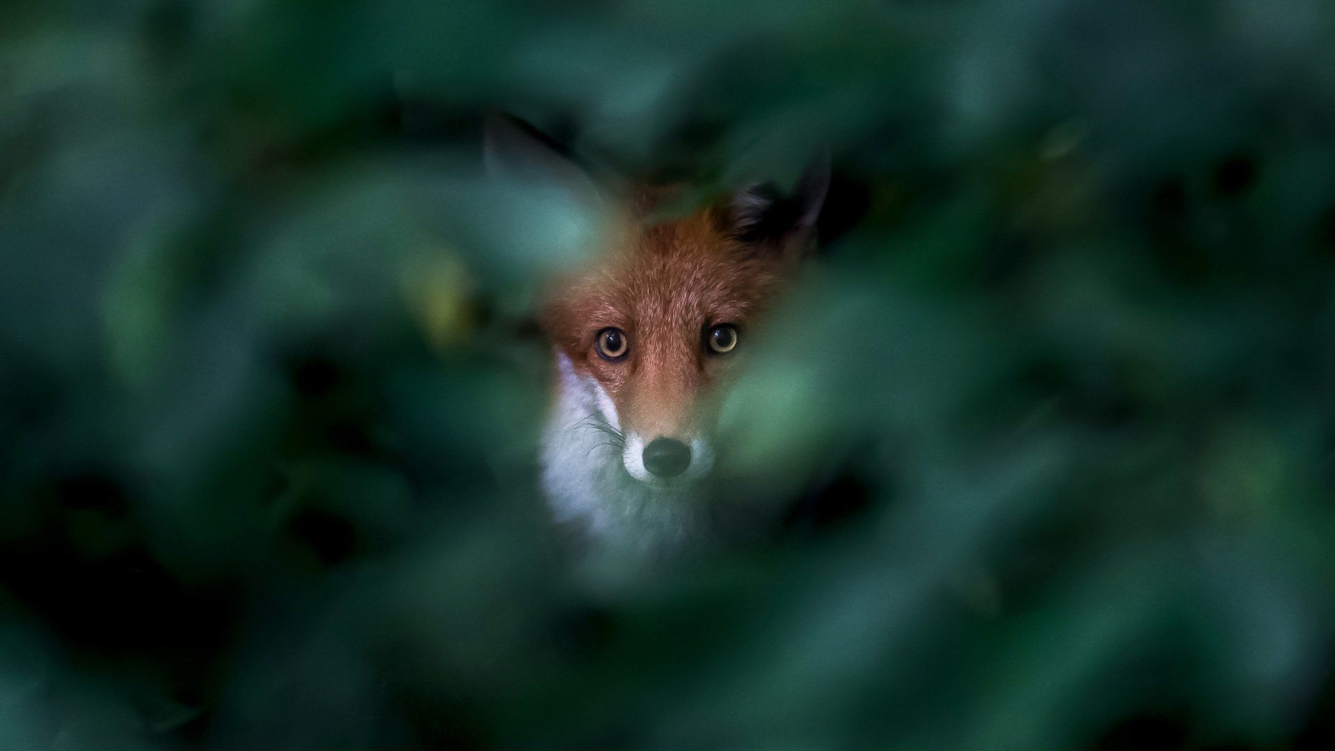Ossi Saarinen's urban nature photography story: a fox stares at us through a gap in a bush, which is out of focus.